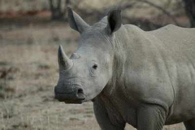 Rhino at Mt. Etjo