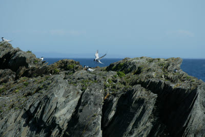 Landing at the Nest