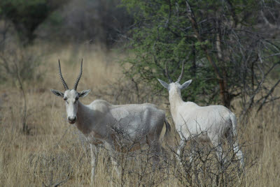 Albino Blesbok at Mt. Etjo