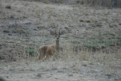 Steenbok checks us out