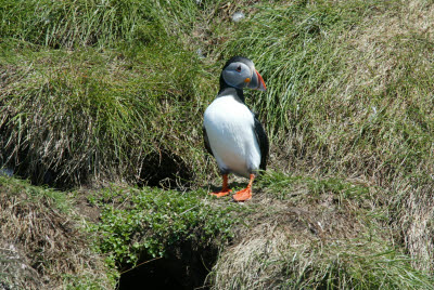 Atlantic Puffin