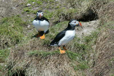 Atlantic Puffin