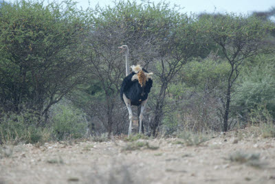 Ostrich Smiles for the Camera