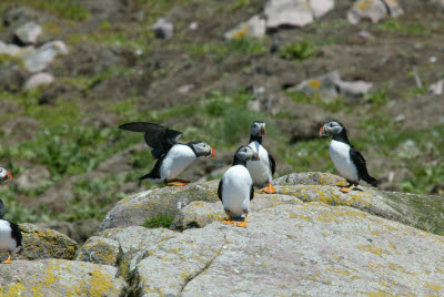 Atlantic Puffin