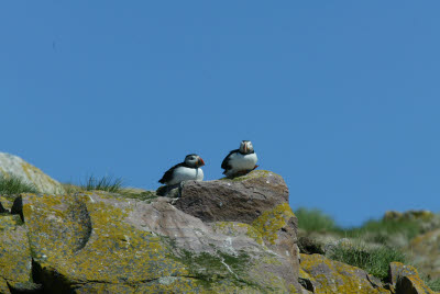 Atlantic Puffin