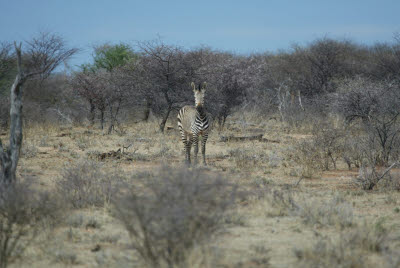 Zebra of Mt. Etjo