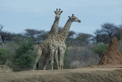 Rhino at Mt. Etjo