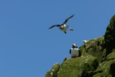 Atlantic Puffin