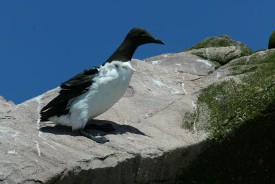 Common Murre