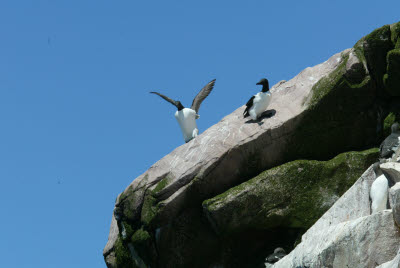 Common Murre