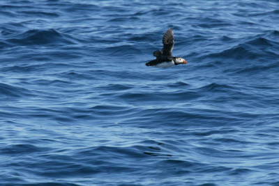 Atlantic Puffin