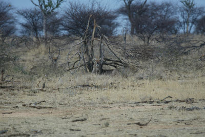 Waterbuck rests at Mt. Etjo