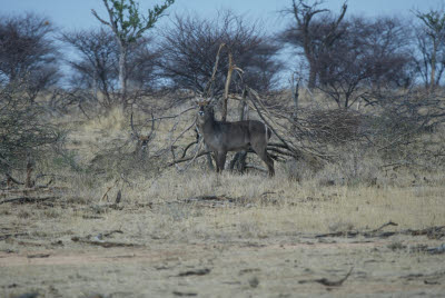 Waterbuck at Mt. Etjo