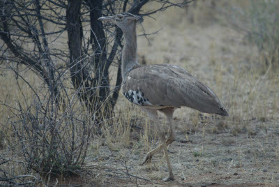 Kori Bustard at Mt. Etjo