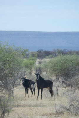 Sable at Mt. Etjo