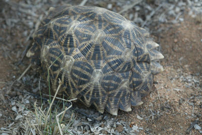 Desert tortoise in hiding