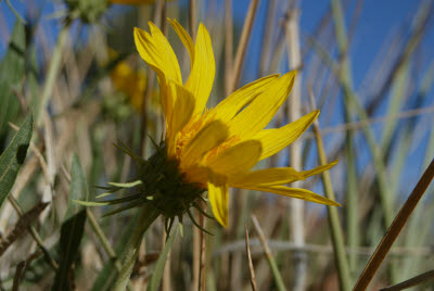 Flower in Monument Valley