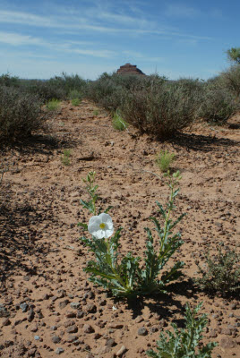 Utah Flower