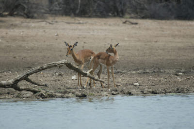 Springbok at the watering hole