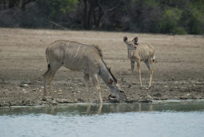 Kudu and young at watering hole