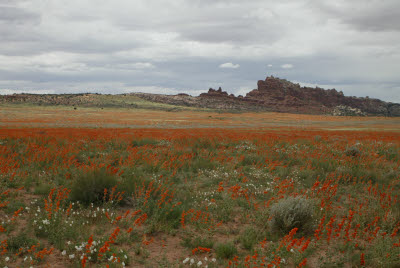 Wildflowers in Arches National Park