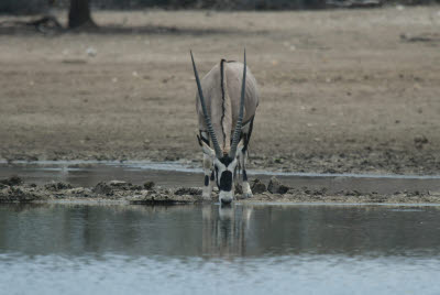 Gemsbok at the watering hole