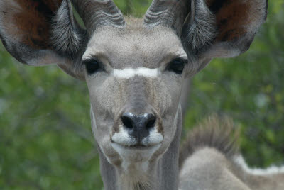 Kudu browsing the bush