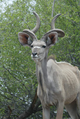 Kudu browsing the bush