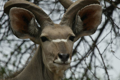 Kudu browsing the bush