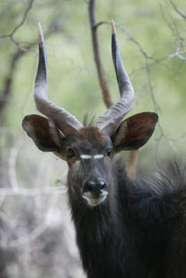 Nyala near the Rhino Lodge of Mt. Etjo