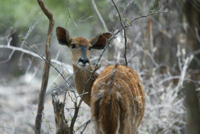 Nyala near the Rhino Lodge