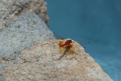 Dragonfly near the pool of the Rhino Lodge