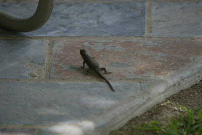 Lizard friend of the Rhino Lodge