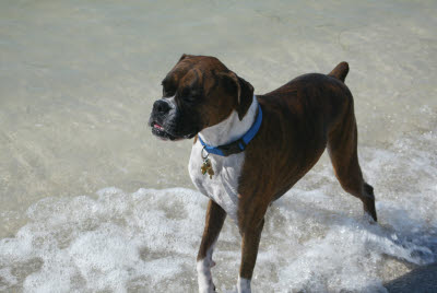 Lisa's dog enjoys the beach