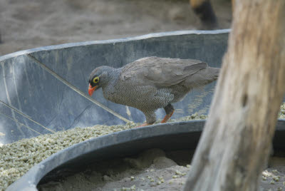 Noisy Francolin stealing Nyala Chow