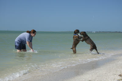 Lisa and the dogs playing at the beach