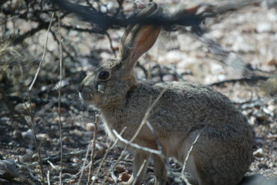 Did not expect to find a standard rabbit in Namibia