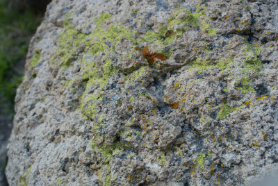 Lichens on a Rock