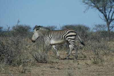 Zebra