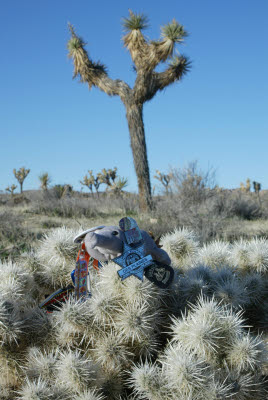 Anteater, Joshua Tree, and Cholla