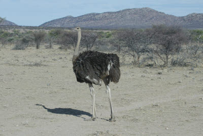 Ostrich at Mt. Etjo
