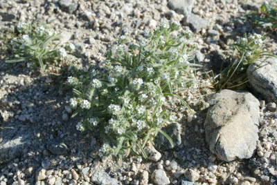 Desert Wildflowers