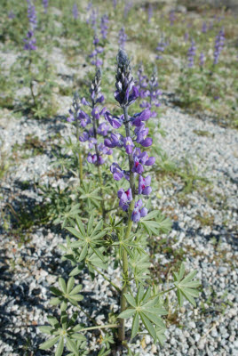 Desert Wildflowers