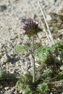 Desert Wildflowers