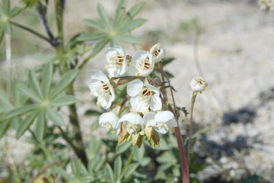 Desert Wildflowers