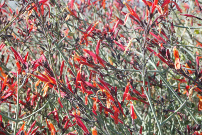 Desert Wildflowers