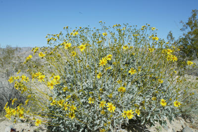 Desert Wildflowers