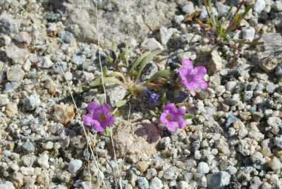 Desert Wildflowers