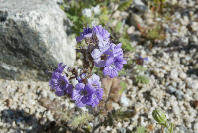 Desert Wildflowers