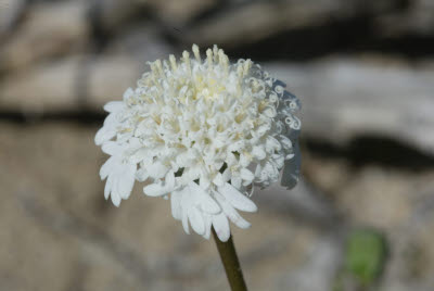 Desert Wildflowers